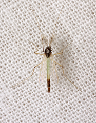 Microtendipes pedellus