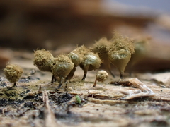 Trichia crateriformis