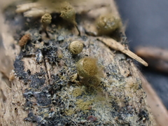 Trichia crateriformis