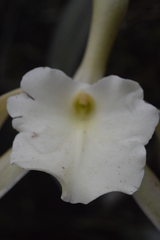 Rhyncholaelia glauca