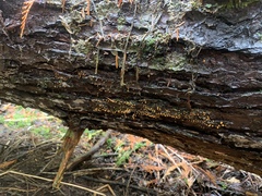 Trichia crateriformis