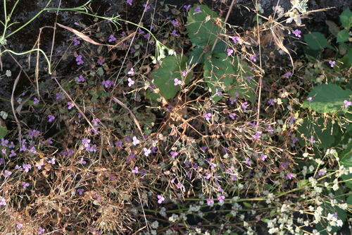Canscora diffusa (Canscora diffusa)
