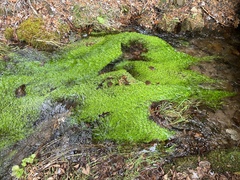 Callitriche heterophylla