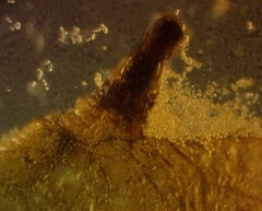 Trichia crateriformis