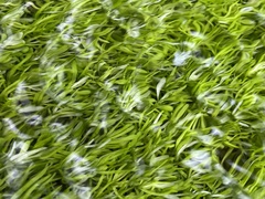 Callitriche heterophylla