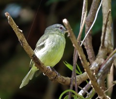 Phyllomyias zeledoni