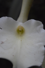 Rhyncholaelia glauca