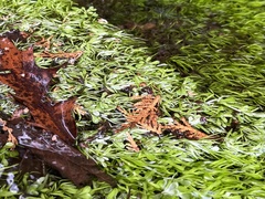 Callitriche heterophylla