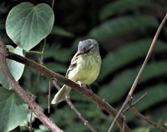 Phyllomyias zeledoni