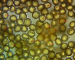 Trichia crateriformis