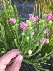Erica barbigeroides