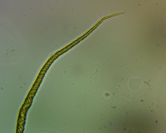 Trichia crateriformis