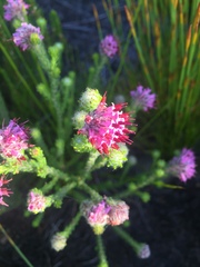 Erica barbigeroides