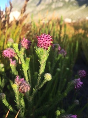 Erica barbigeroides