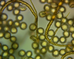 Trichia crateriformis