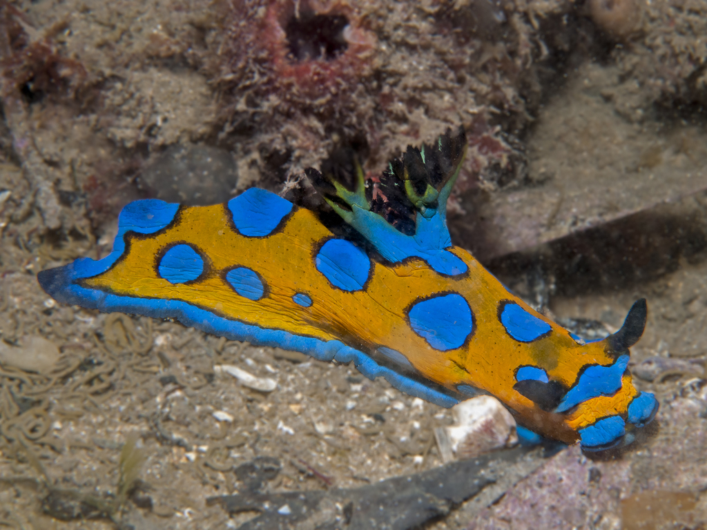 Tambja pulcherrima
