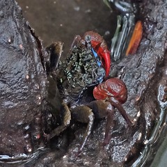Parasesarma eumolpe