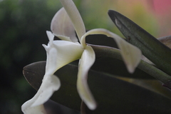 Rhyncholaelia glauca