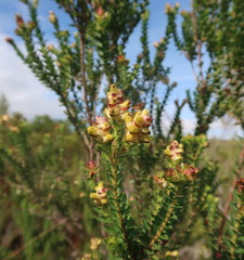 Penaea cneorum gigantea