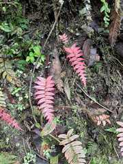 Blechnum parrisiae