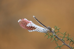Grevillea paradoxa