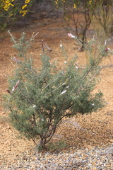 Grevillea paradoxa