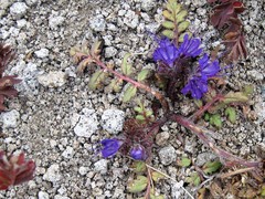 Phacelia bakeri