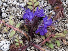 Phacelia bakeri