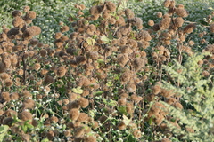 Girardinia diversifolia