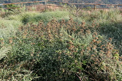 Girardinia diversifolia