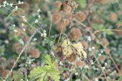 Girardinia diversifolia