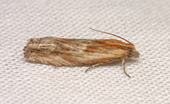 Eucosma cana