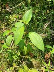 Miconia hemenostigma