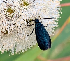 Turneriprocris dolens