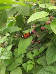 Heliconius melpomene