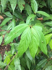 Diplopterys cabrerana