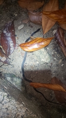Jamaican Long-Tailed Groundsnake photo 2