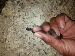 Jamaican Long-Tailed Groundsnake photo 4