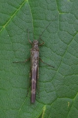 Gripopterygidae