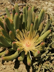 Cylindrophyllum comptonii