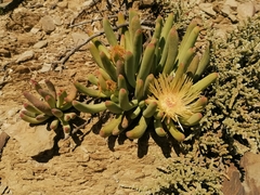 Cylindrophyllum comptonii