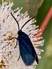 Turneriprocris dolens