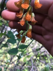 Lathyrus sulphureus