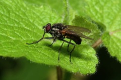 Hydrophoria lancifer