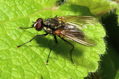 Hydrophoria lancifer