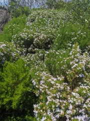 Olearia glutinosa