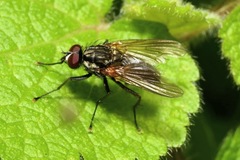 Hydrophoria lancifer