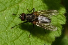 Hydrophoria lancifer