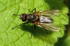 Hydrophoria lancifer