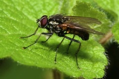 Hydrophoria lancifer